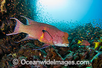 Mexican Hogfish male Photo - David Fleetham