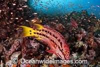Mexican Hogfish female Photo - David Fleetham