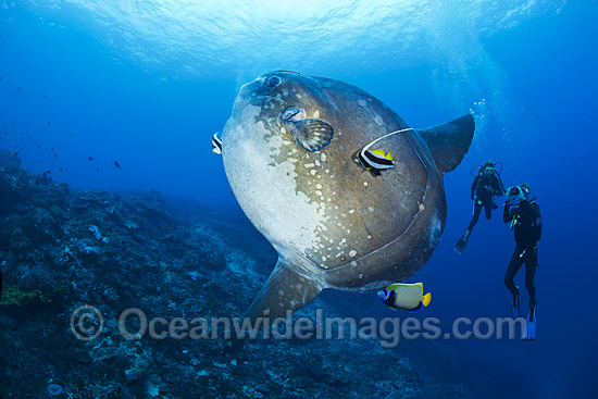 Sunfish Photos, Pictures and Images