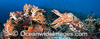 Broadclub Cuttlefish on coral reef Photo - David Fleetham