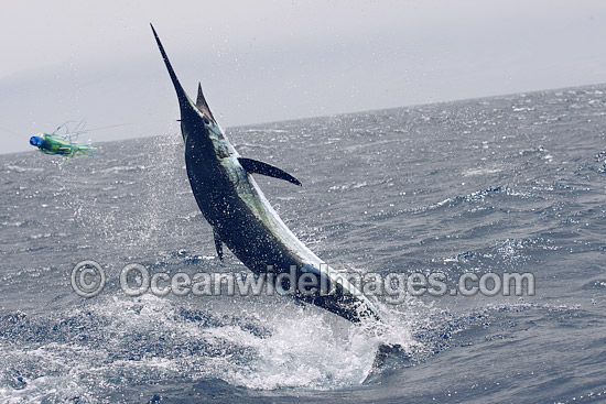 Atlantic Blue Marlin taking bait photo