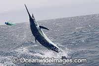 Atlantic Blue Marlin taking bait Photo - John Ashley