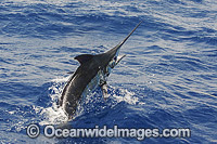 Atlantic Blue Marlin taking a lure Photo - John Ashley
