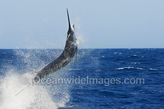 Blue Marlin Makaira nigricans photo