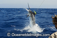 Atlantic Blue Marlin Photo - John Ashley