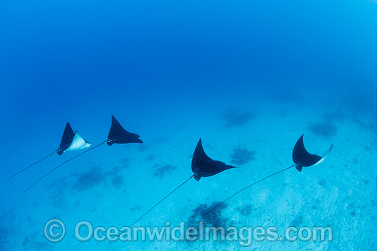 White-spotted Eagle Rays photo