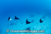 White-spotted Eagle Rays Photo - Gary Bell