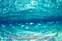 Underwater Seascape with Fish Photo - Gary Bell