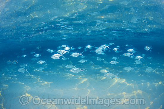 Underwater Seascape with Fish photo