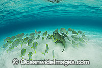 Lemon Shark Heron Island Photo - Gary Bell