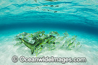 Lemon Shark Heron Island Photo - Gary Bell