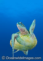Green Turtle swimming towards surface Photo - Gary Bell