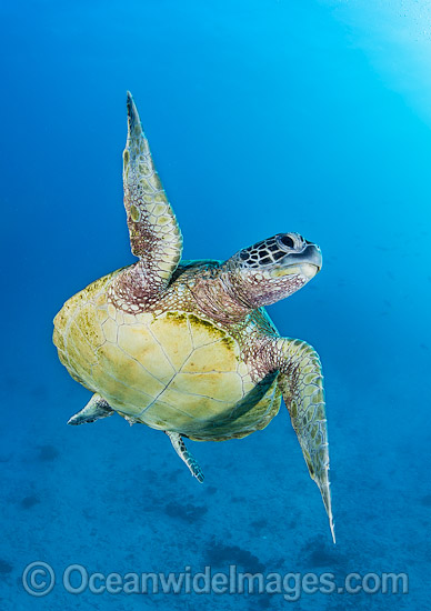 Green Turtle swimming towards surface photo