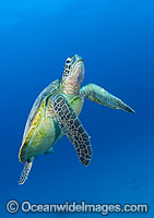 Green Turtle Great Barrier Reef Photo - Gary Bell
