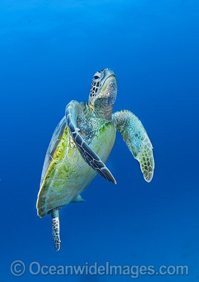 Green Turtle swimming towards surface photo