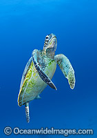 Green Turtle swimming towards surface Photo - Gary Bell