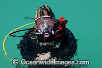 Diver with communications mask Photo - Gary Bell