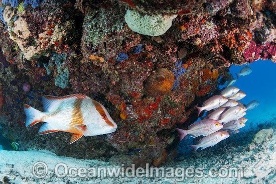 Snapper and Red Emperor photo