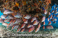 Snapper Great Barrier Reef Photo - Gary Bell