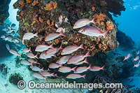 Snapper Great Barrier Reef Photo - Gary Bell
