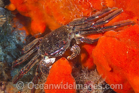 Reef Crab on Sponge photo