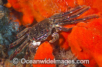 Reef Crab on Sponge Photo - Gary Bell