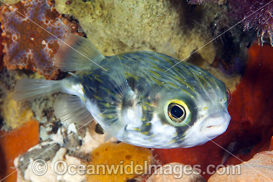 Globefish Victoria photo