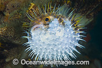 Globefish inflated Photo - Gary Bell