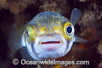Globefish Victoria Photo - Gary Bell