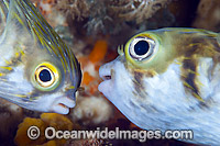 Two Globefish Photo - Gary Bell