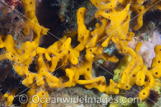 Sea Sponge Jetty Pylon photo