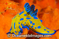 Tambja Nudibranch on orange sponge Photo - Gary Bell