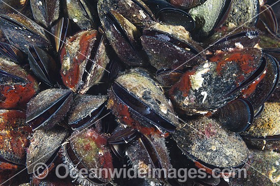 Blue Mussel Port Phillip Bay photo