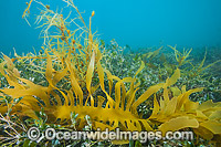 Kelp and Alga Victoria Photo - Gary Bell