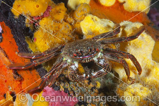 Shore Crab on Sea Sponge photo