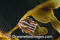 Isopod on Seadragon Photo - Gary Bell