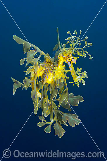 Leafy Seadragon South Australia photo