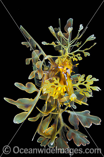 Leafy Seadragon Phycodurus eques photo