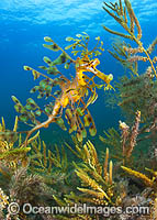 Leafy Seadragon Photo - Gary Bell