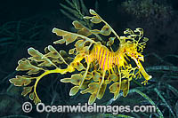 Leafy Seadragon Phycodurus eques Photo - Gary Bell