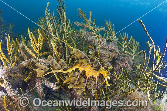 Leafy Seadragon South Australia photo