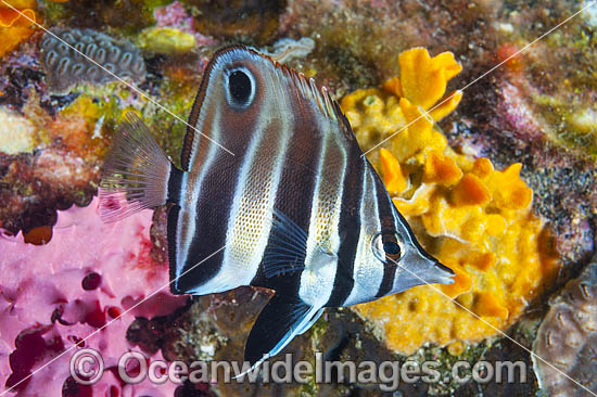 Tunicate Coralfish or Western Talma photo