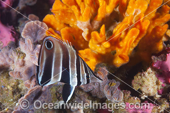 Tunicate Coralfish or Western Talma photo