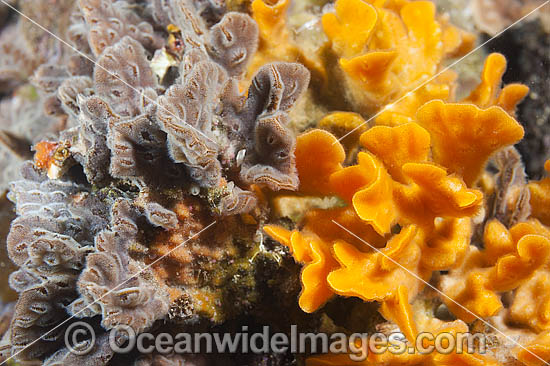 Bryozoan on Jetty Pylon photo
