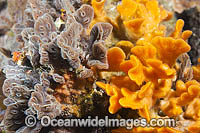 Bryozoan on Jetty Pylon Photo - Gary Bell