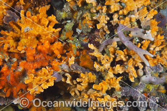 Bryozoan and Sea Sponges photo