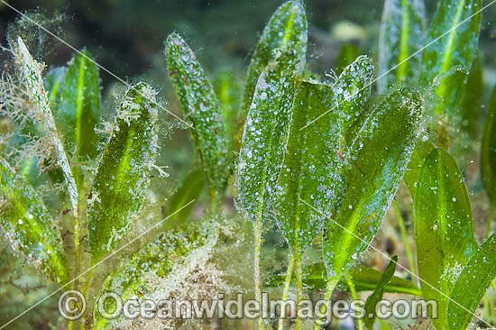 Seagrass South Australia photo