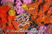 Sponges Bryozoans Tunicates on Pylon Photo - Gary Bell