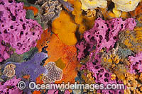 Sponges and Bryozoans on Pylon Photo - Gary Bell