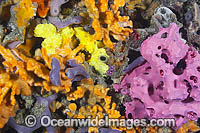 Sponges and Tunicates on Pylon Photo - Gary Bell